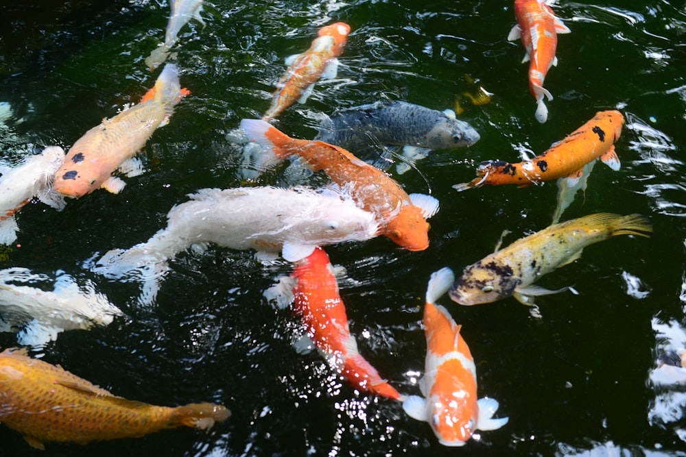 Poissons koï blancs et oranges