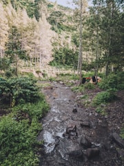 A serene forest landscape with a small creek meandering through lush greenery and tall trees. In the background, a tent is set up among the trees, suggesting a campsite in the peaceful wilderness.