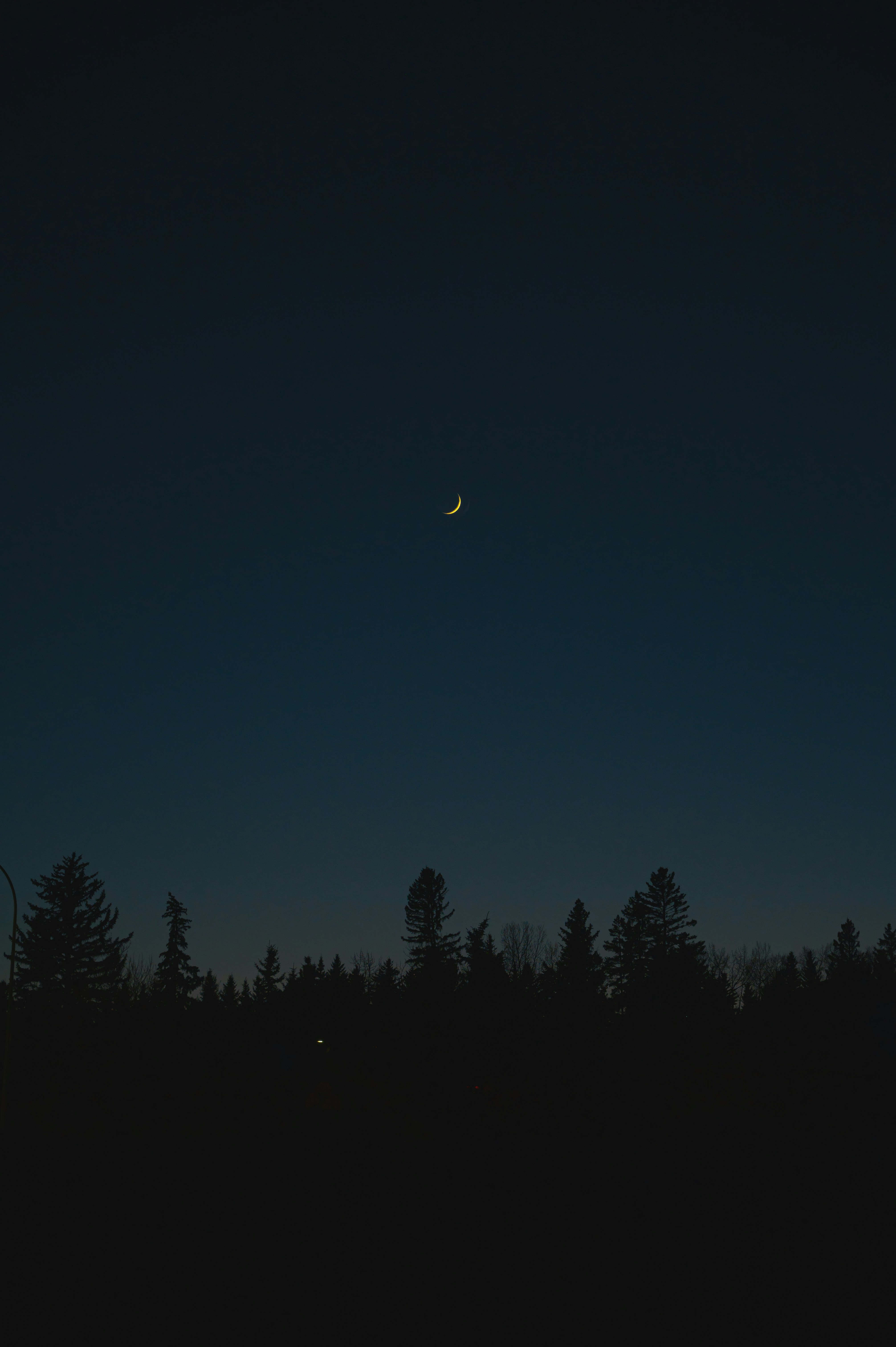 thin, yellow waxing crecent moon in a blue gradient sky, over the black silhouette of evergreen tree