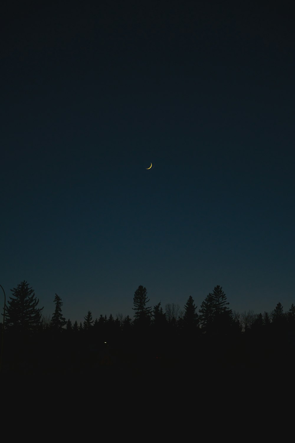 silhueta de árvores sob o céu azul durante a noite