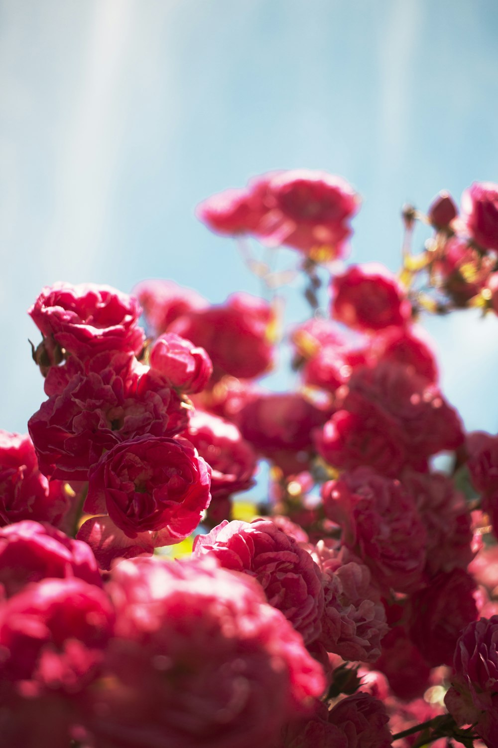 red roses in close up photography