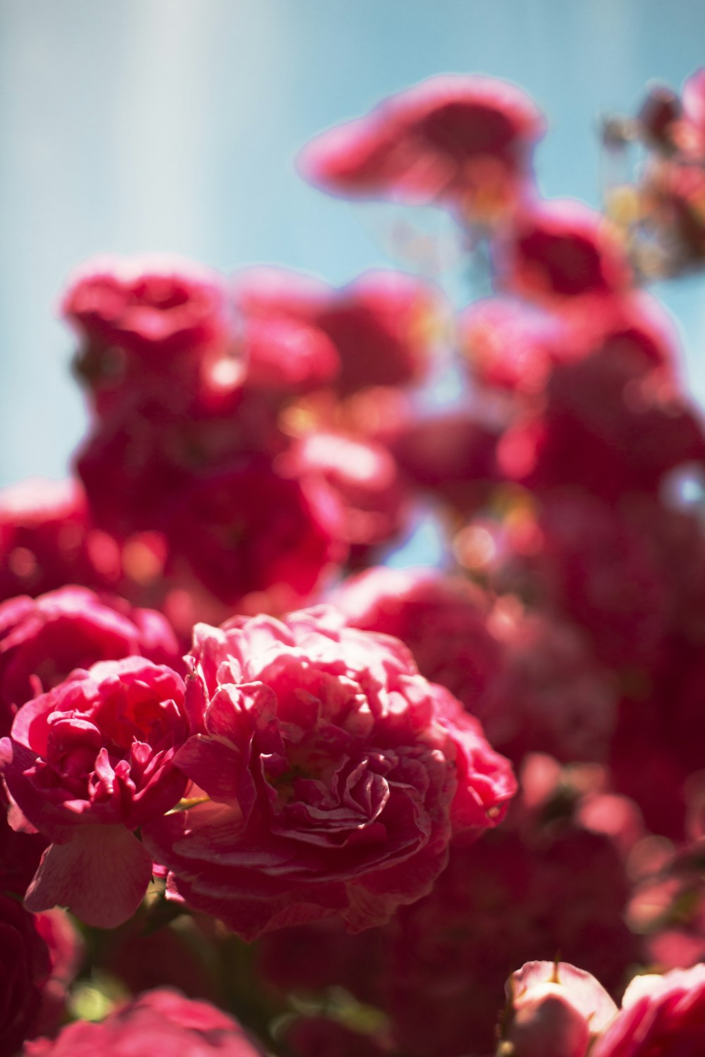 red roses in close up photography