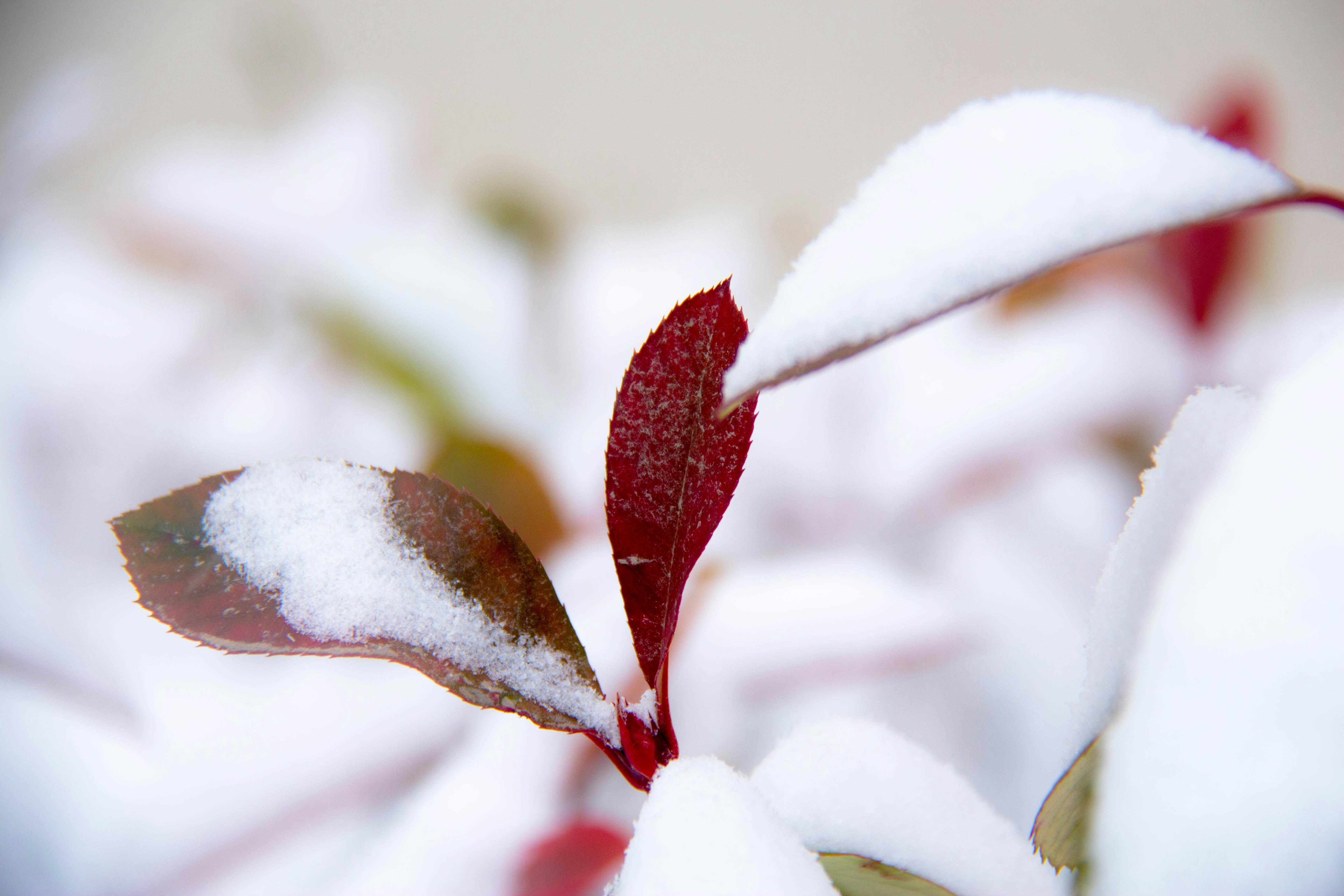 雪に覆われた赤い葉