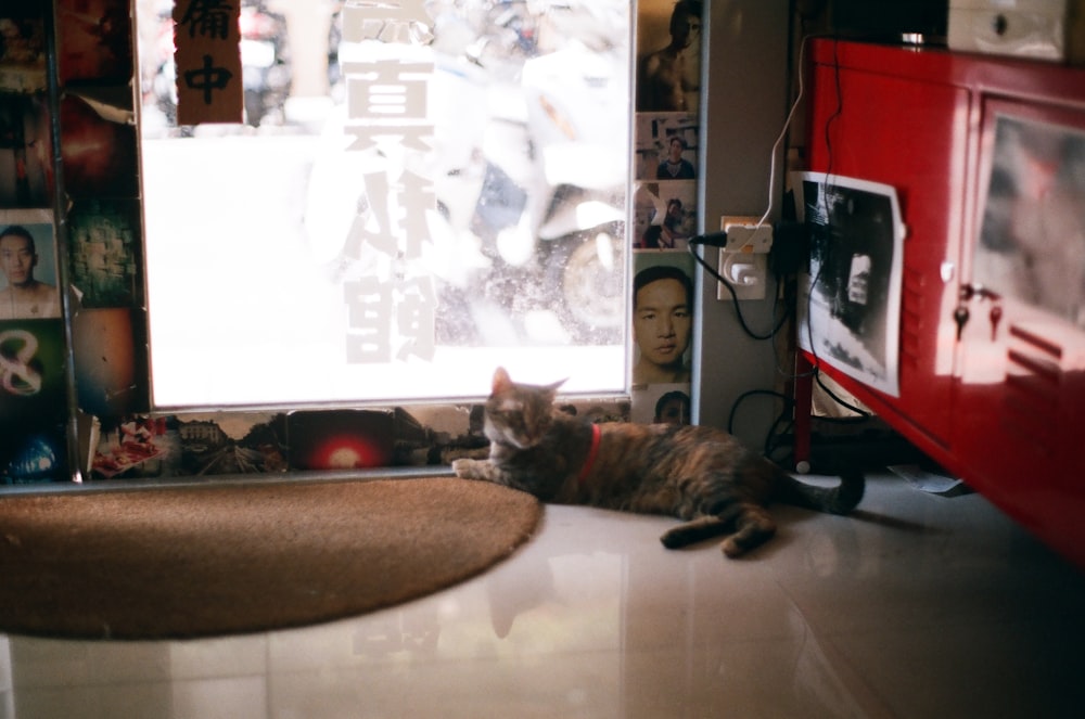 brown tabby cat on white floor tiles