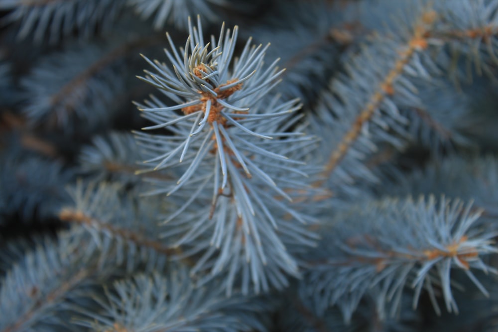 green and brown plant in close up photography