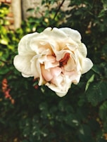 A close-up of a blooming flower with delicate petals.