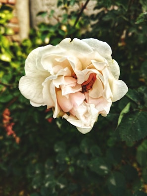 A close-up of a blooming flower with delicate petals in natural light.