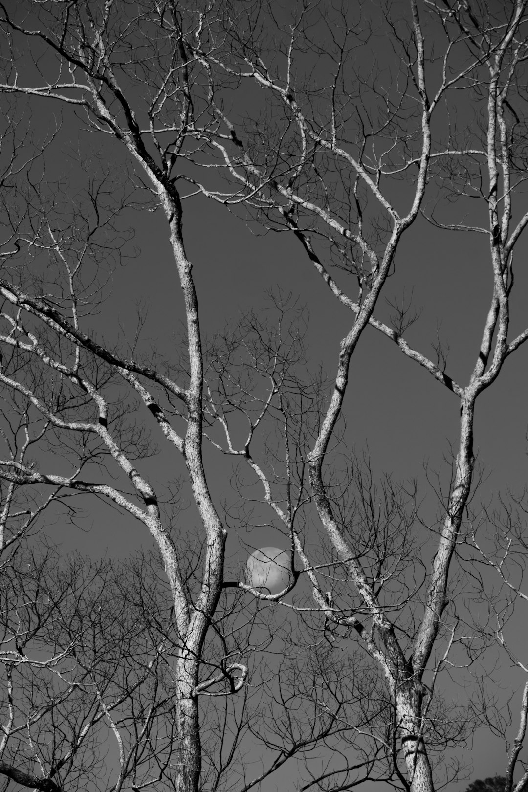 leafless tree with full moon