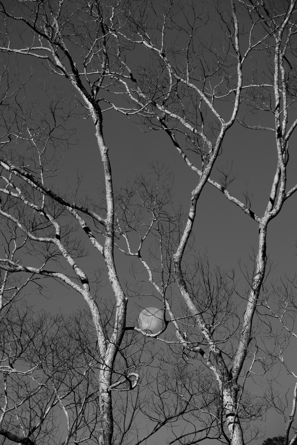 leafless tree with full moon