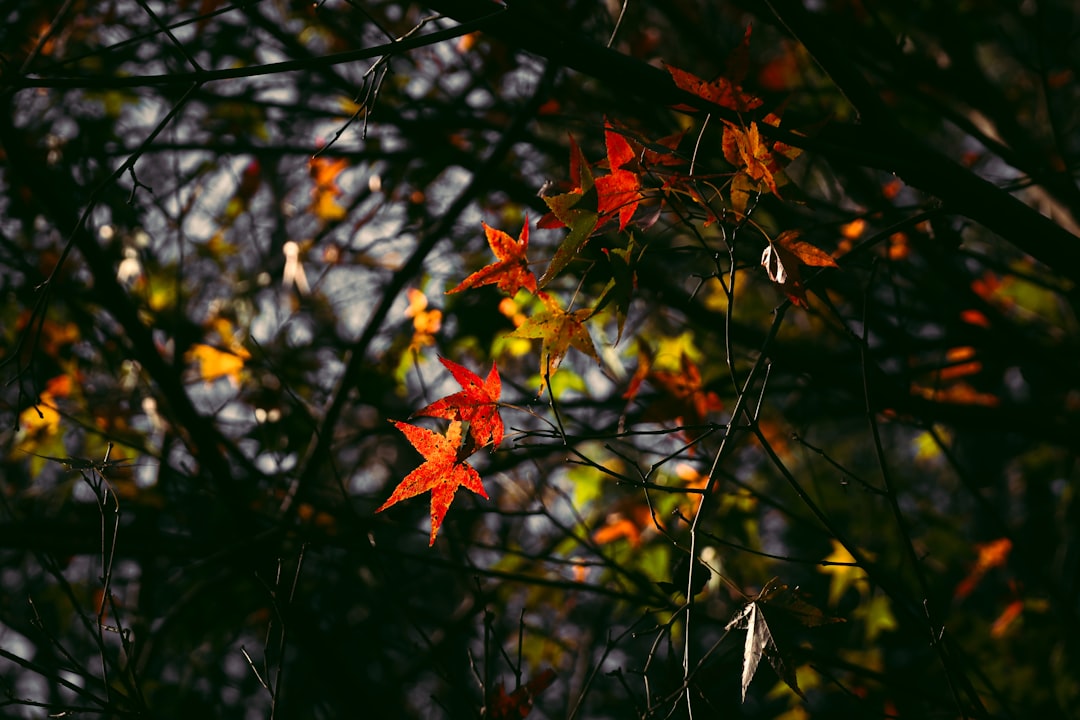 red maple leaf in close up photography