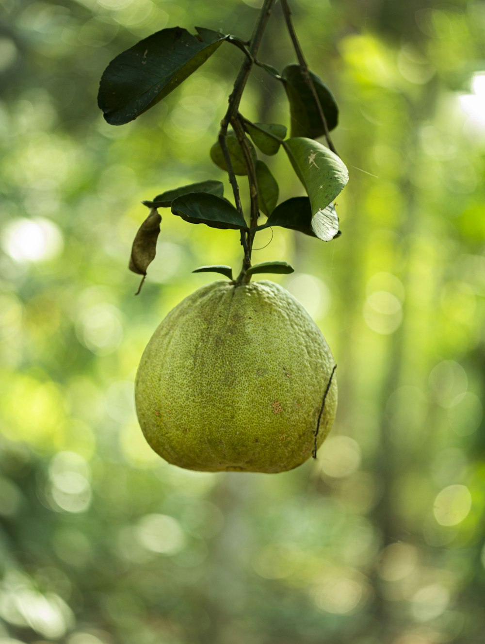 frutta rotonda verde sull'albero