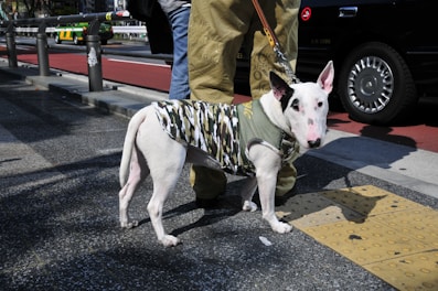 A bull terrier wearing a camouflage-patterned vest stands on a sidewalk. The dog is leashed and accompanied by a person in beige cargo pants. A busy street with vehicles, including a green bus and a black taxi, is visible in the background.