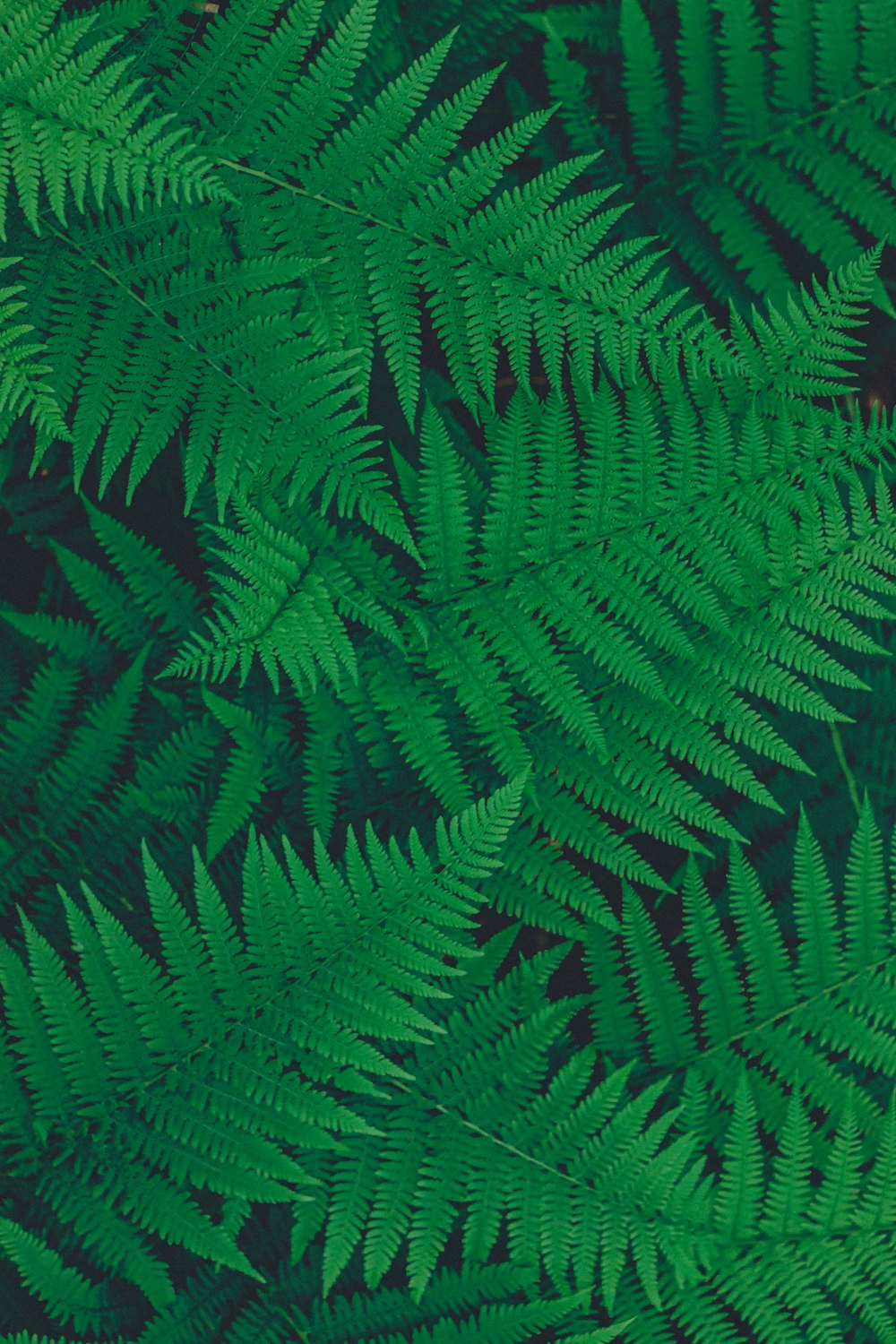 green fern plant in close up photography