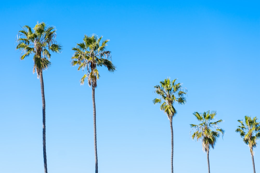 green palm trees under blue sky during daytime