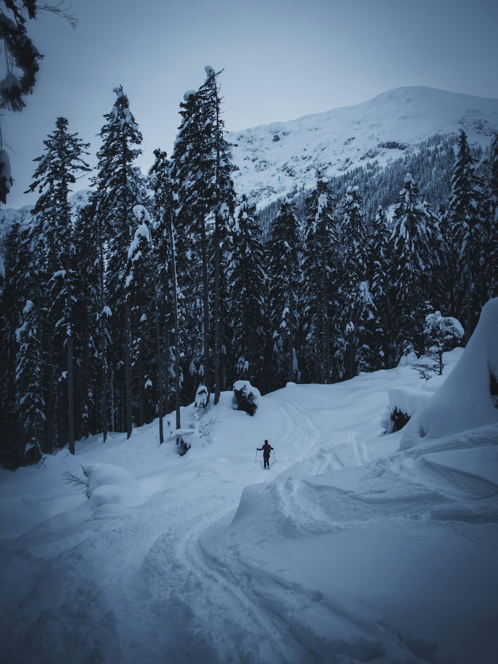 person walking on snow covered ground near trees during daytime