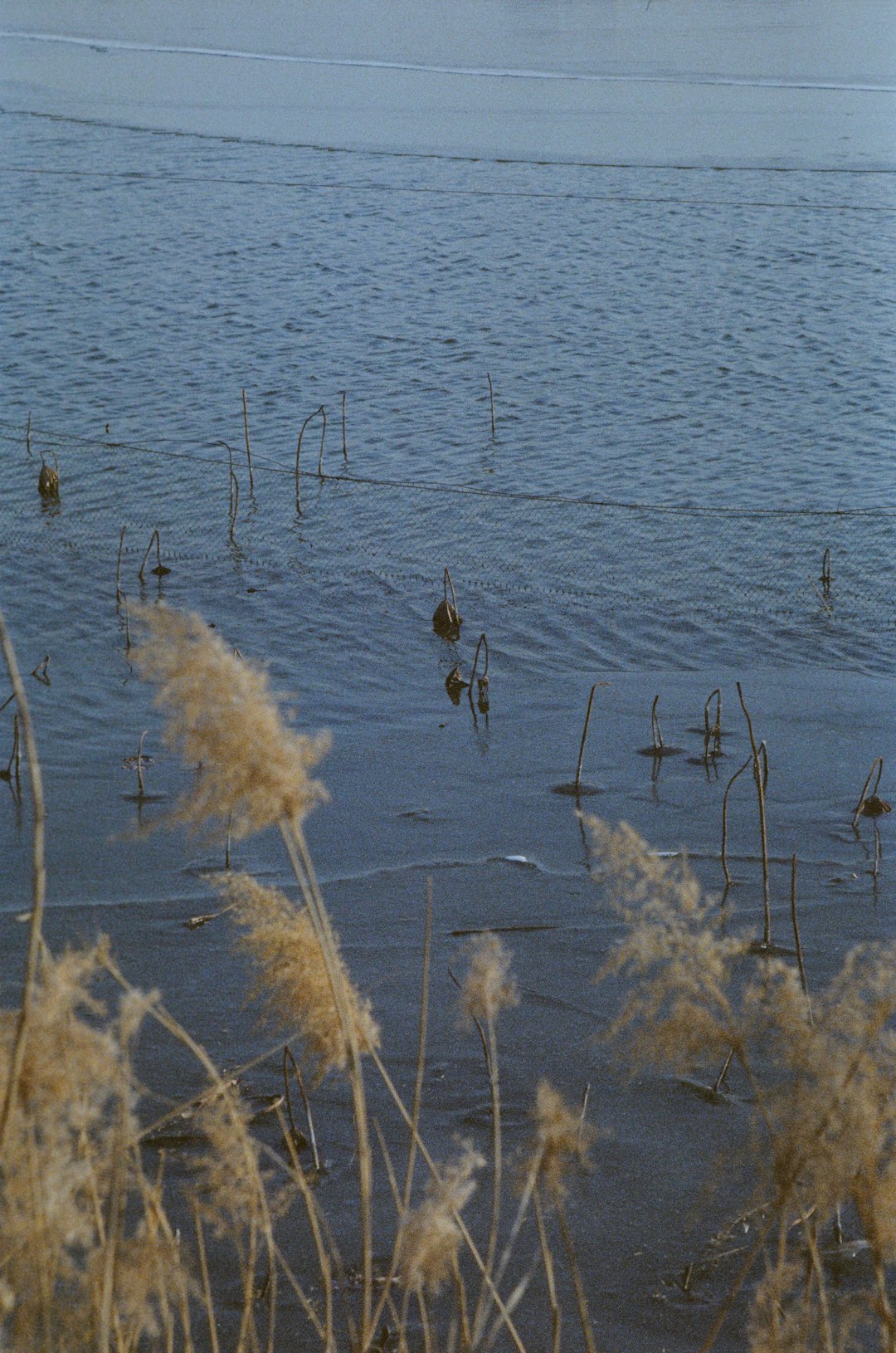 birds on body of water during daytime