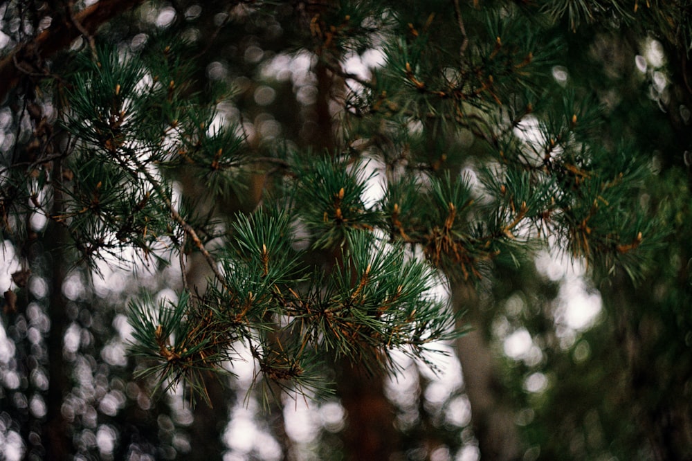 green pine tree with snow