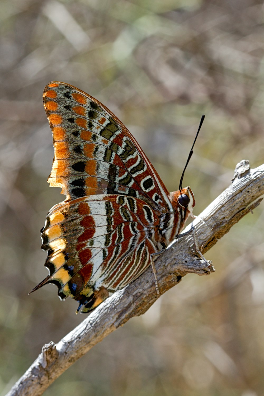 brown white and black butterfly on brown tree branch