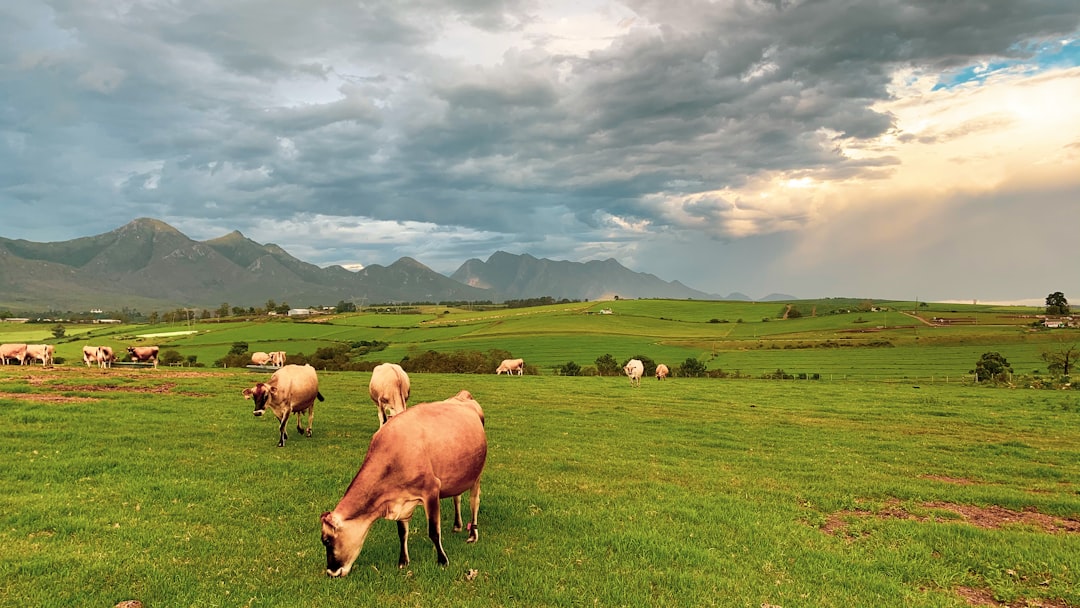 herd of cow on green grass field under white clouds during daytime