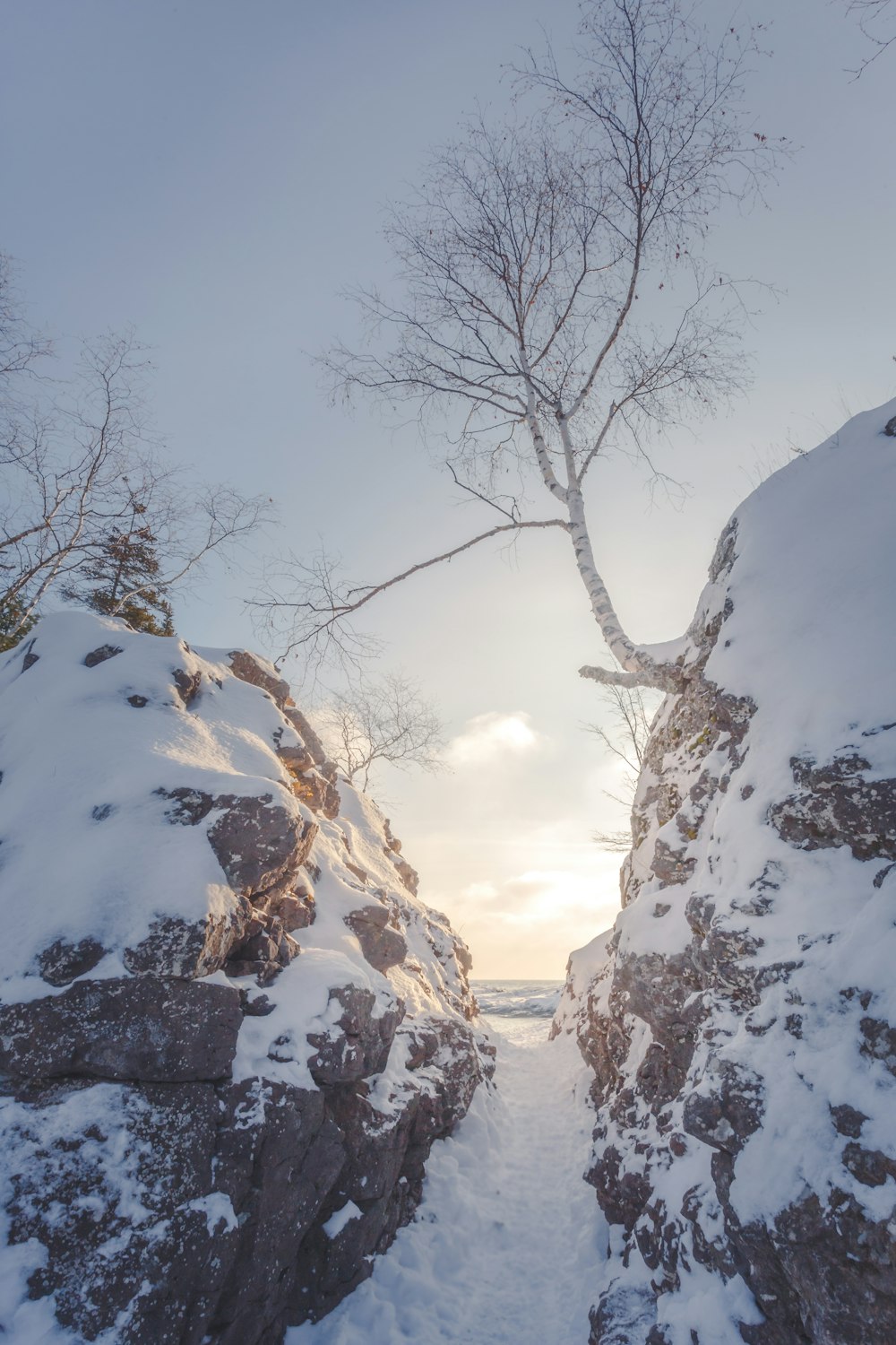 árvores nuas no chão coberto de neve durante o dia