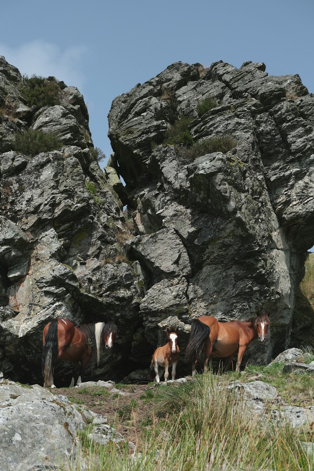 group of horses on rocky mountain during daytime