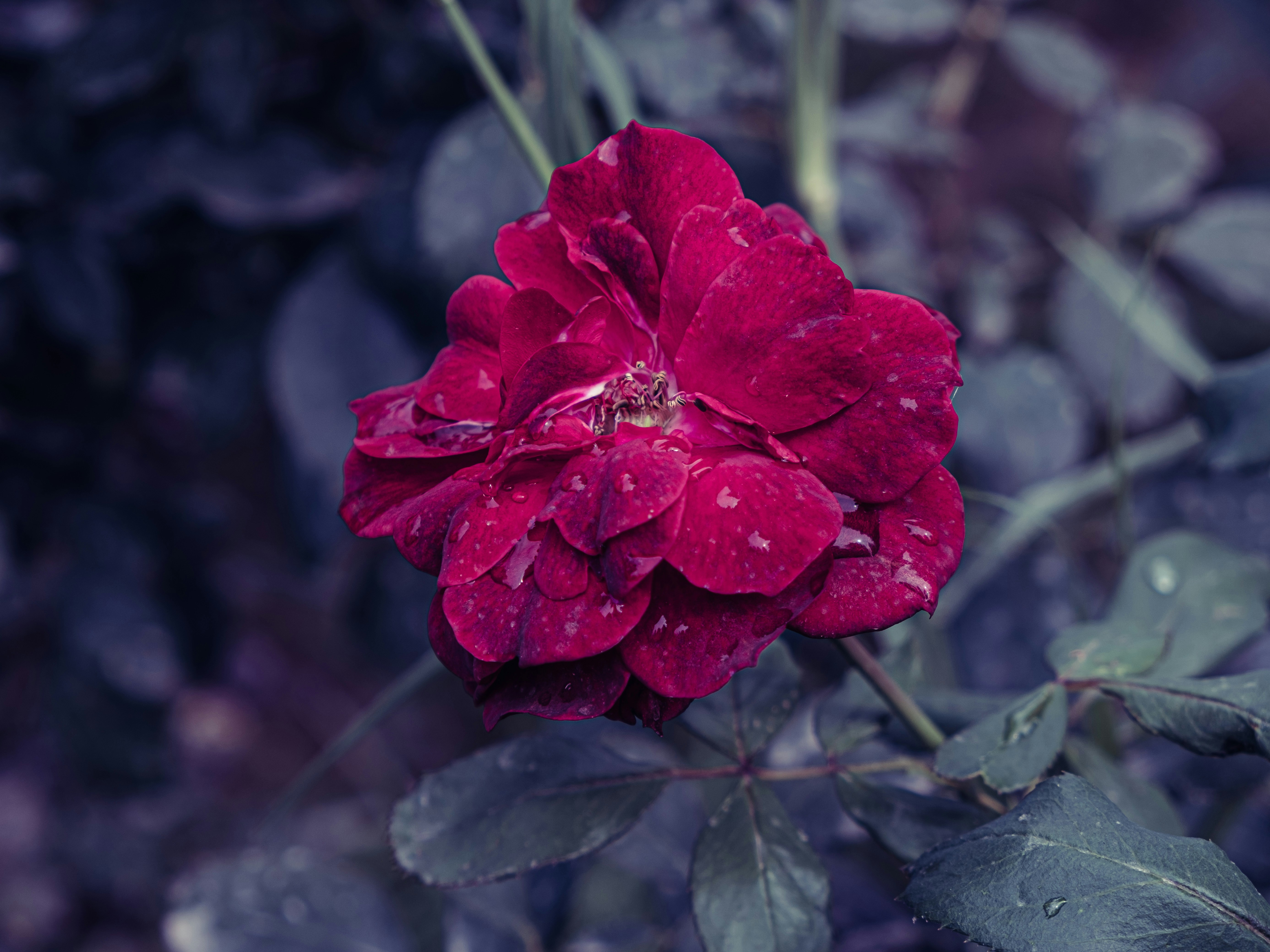 Photo by sajadnori