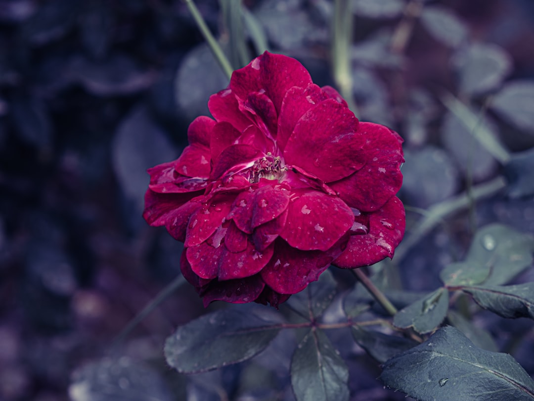 red flower in tilt shift lens