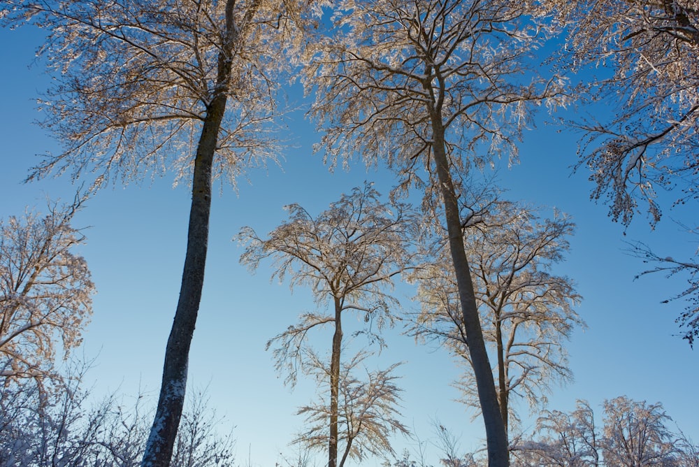 brown trees under blue sky during daytime