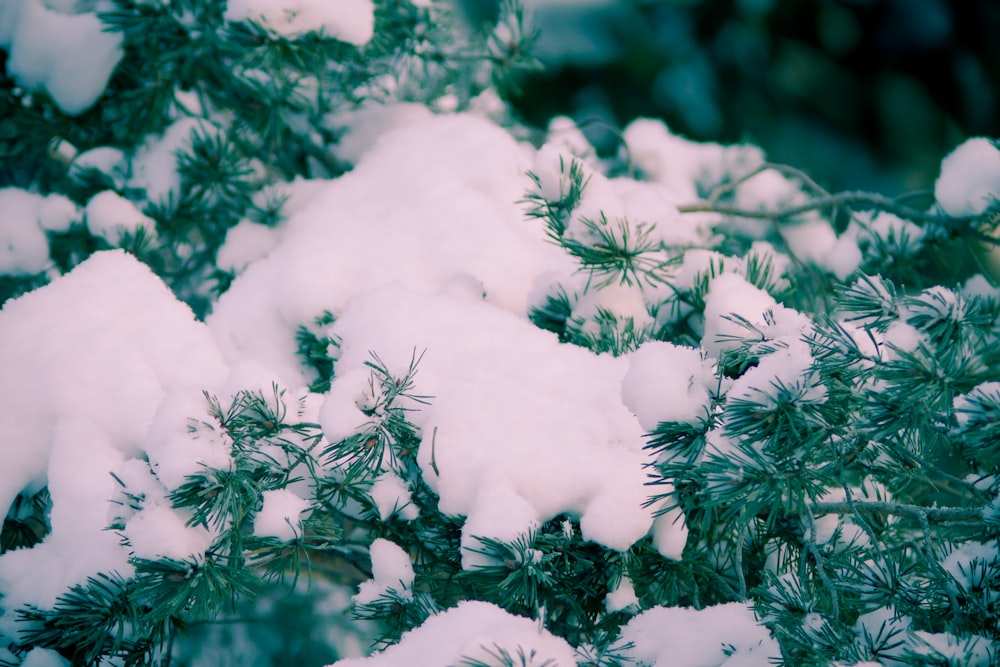 white snow on green pine tree