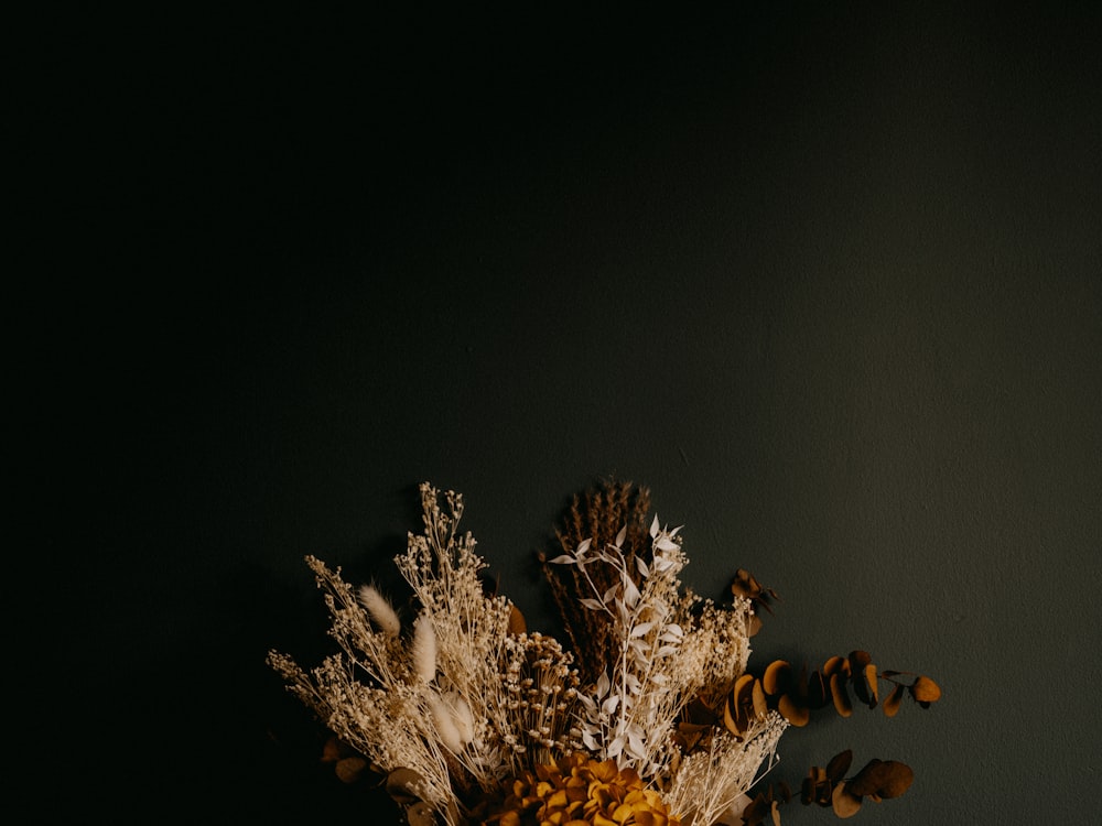 white and brown plant on black background