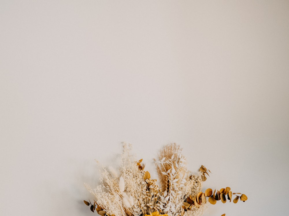 white and brown plant on white background