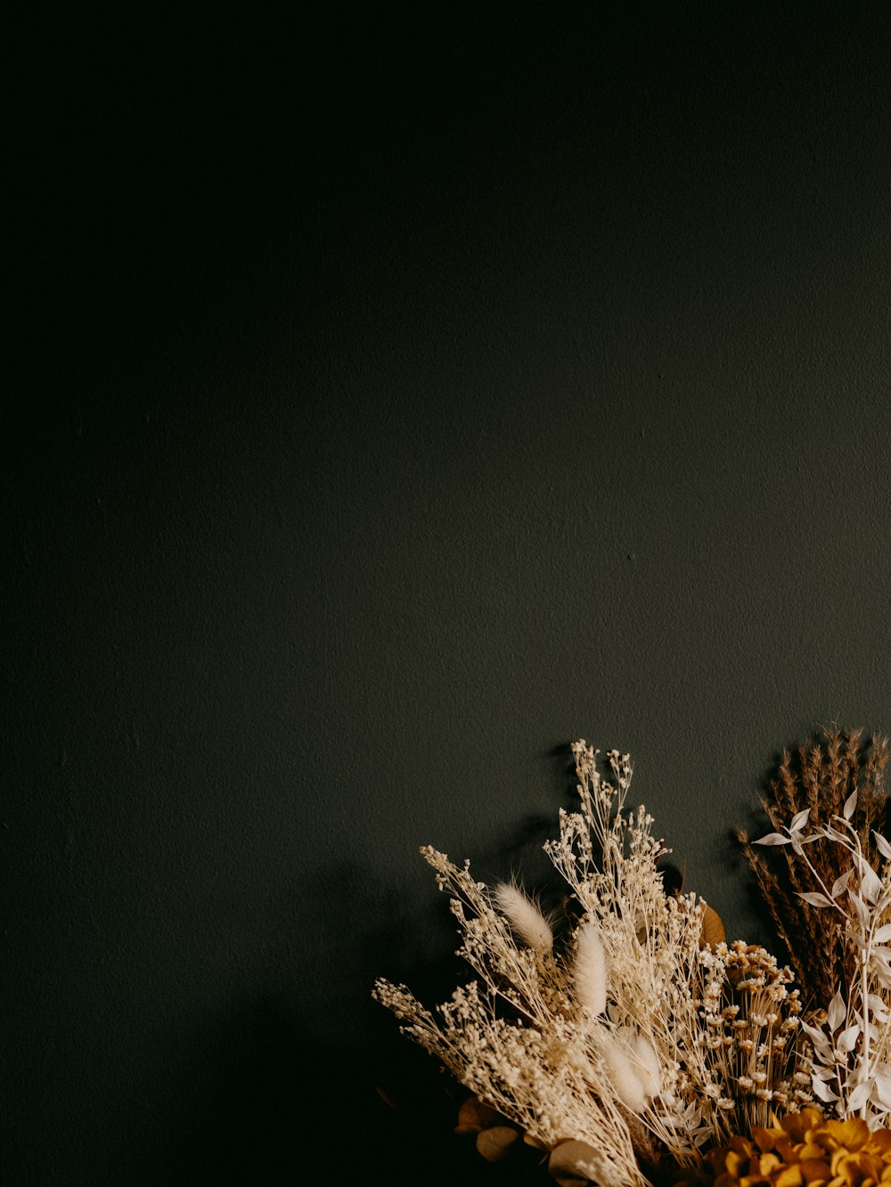 white and brown plant on black background