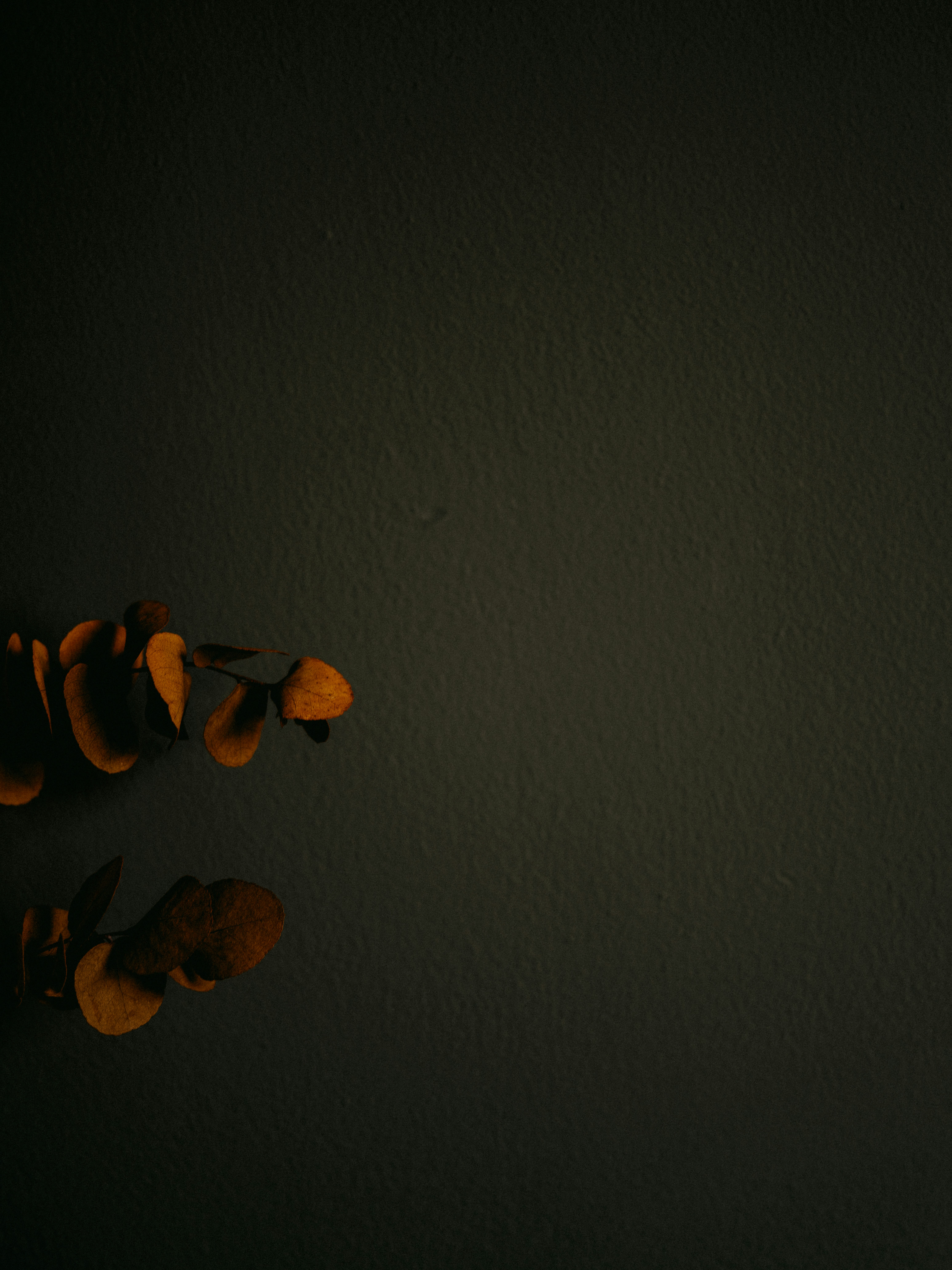 brown and black leaves on gray surface