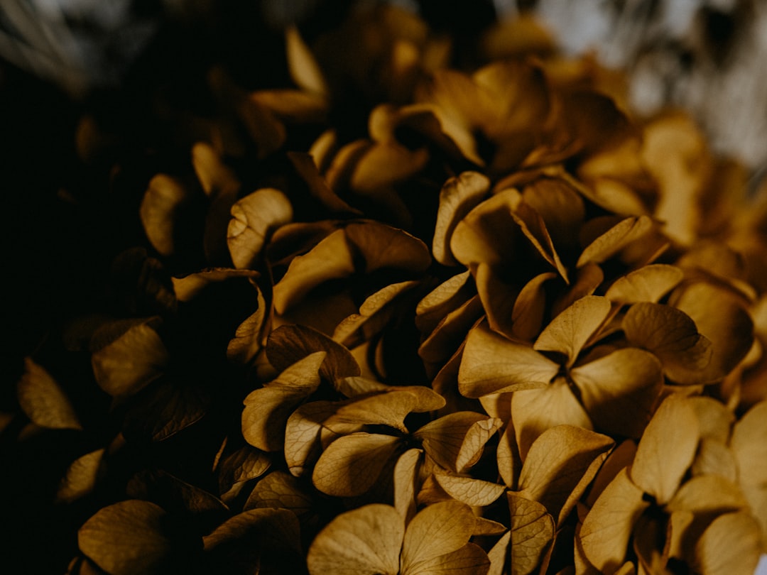 brown dried leaves in close up photography