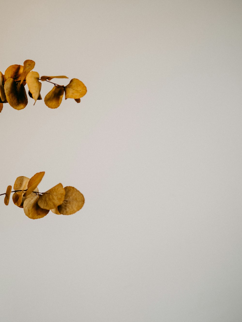 brown leaves on white surface