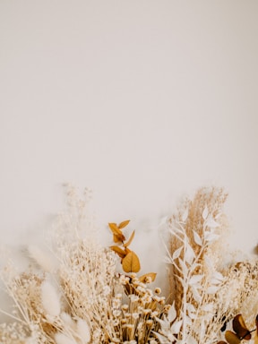 negative space for photo composition,how to photograph brown dried plant on snow covered ground