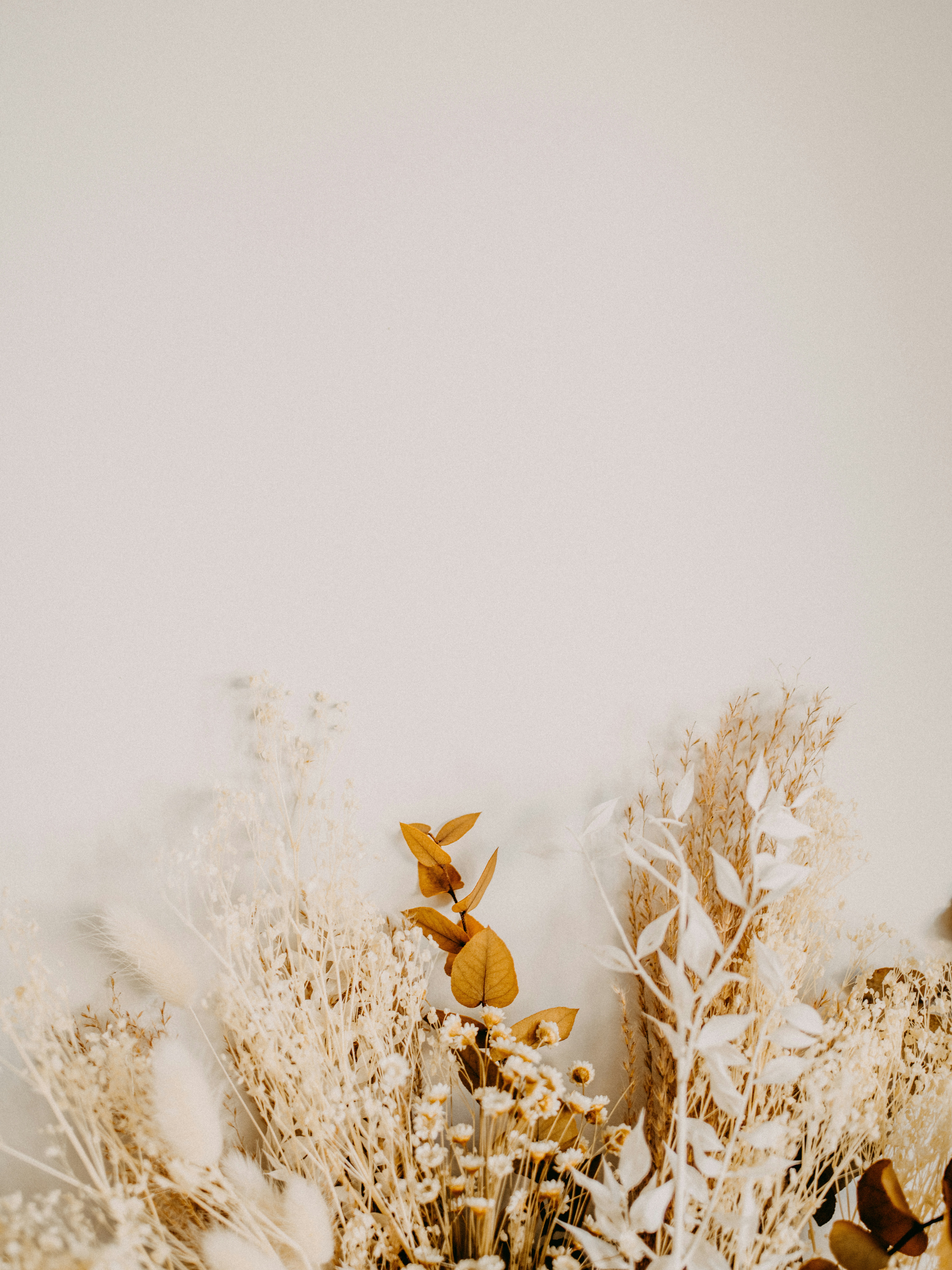 great photo recipe,how to photograph brown dried plant on snow covered ground