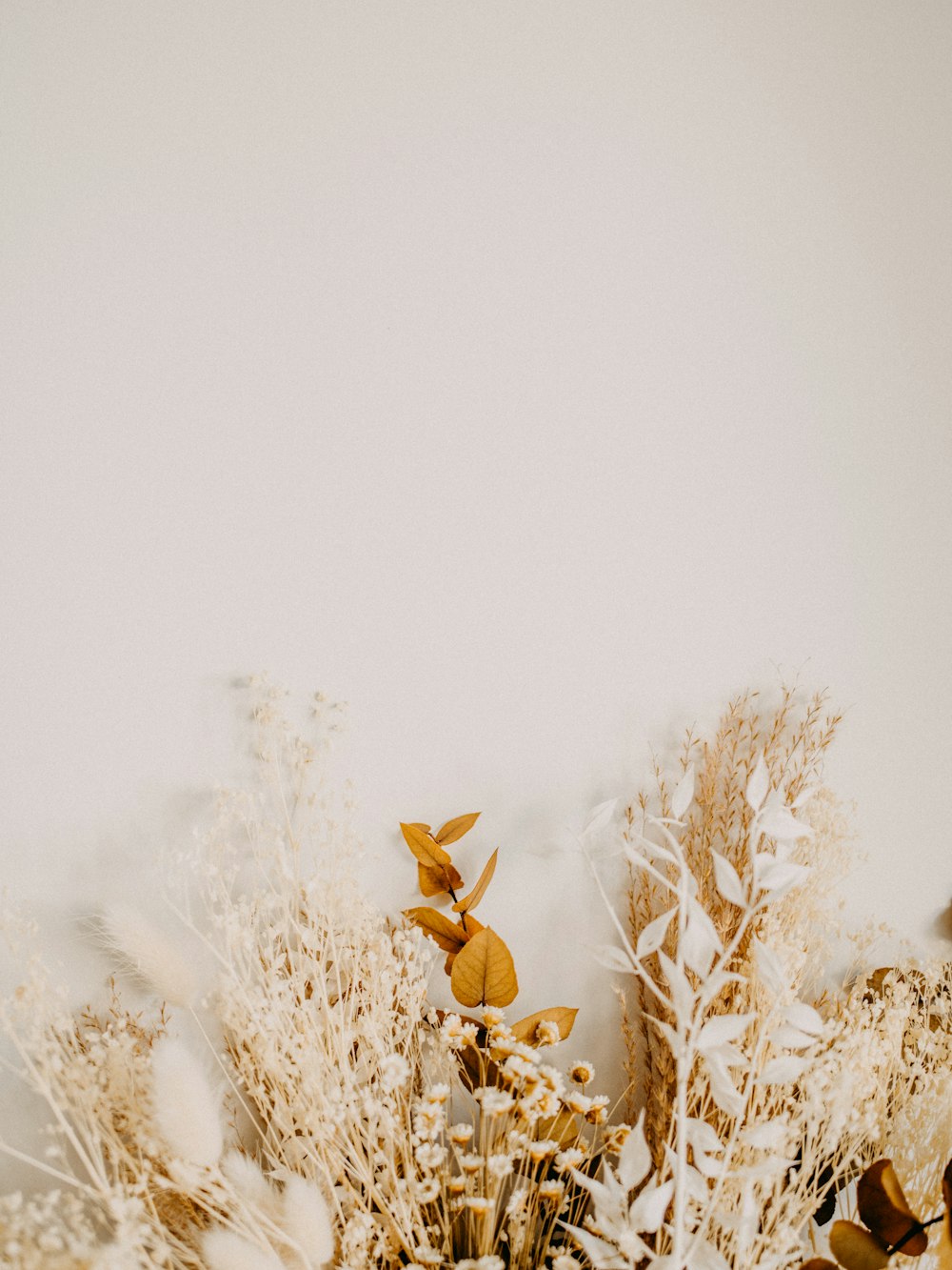 brown dried plant on snow covered ground