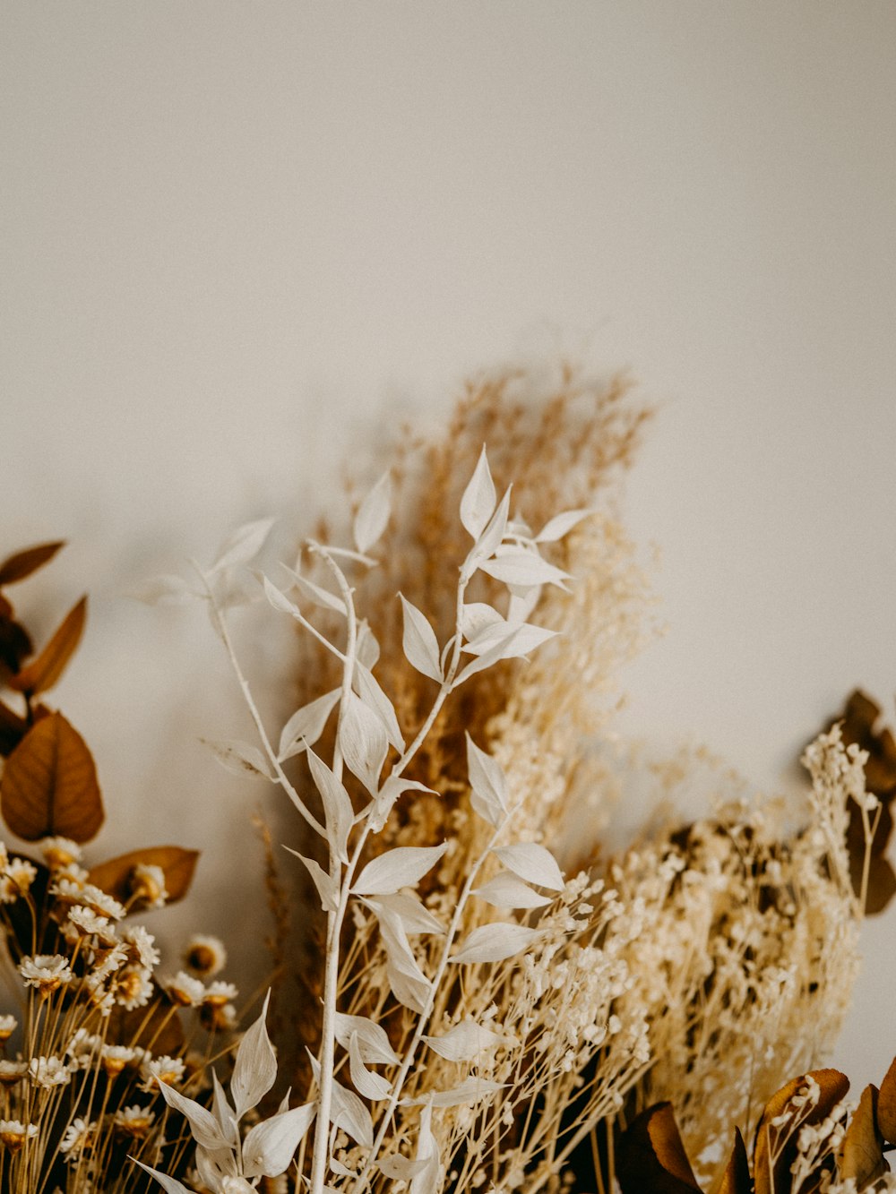 white plant on white snow