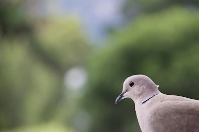 Close-up of a vibrant canvas featuring a dove soaring against a radiant sky.