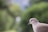 A close-up of a light-colored dove with a distinct black ring around its neck, set against a blurred green background, creating a serene and peaceful atmosphere.