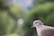 A close-up of a light-colored dove with a distinct black ring around its neck, set against a blurred green background, creating a serene and peaceful atmosphere.