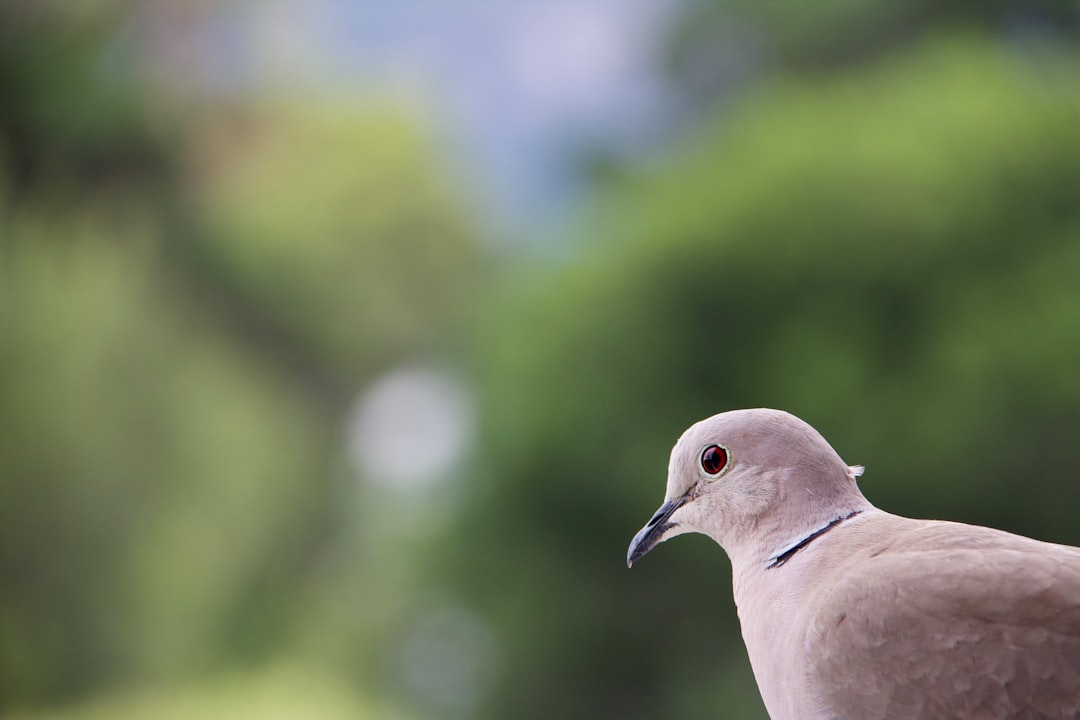 white and brown bird in close up photography during daytime