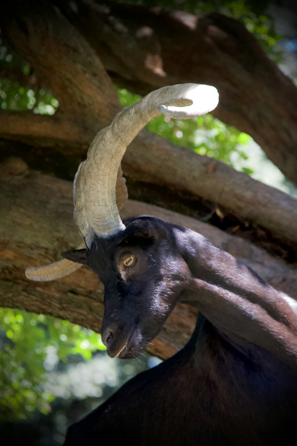 black and white ram on brown tree branch during daytime