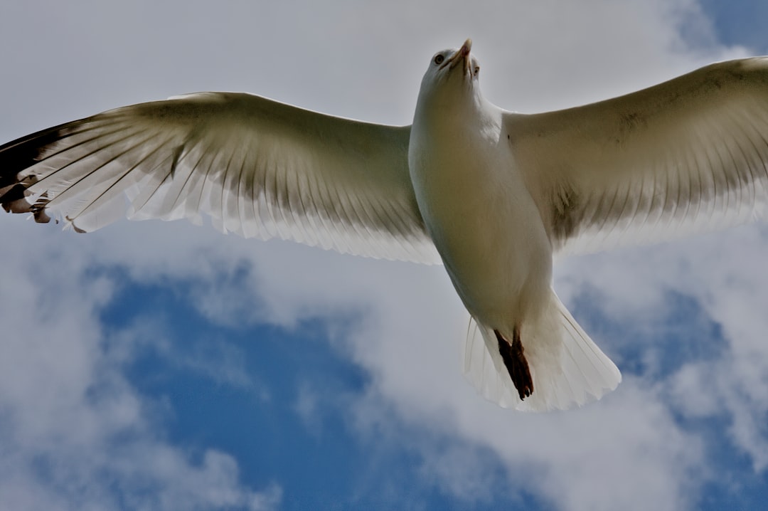 white bird flying under blue sky during daytime