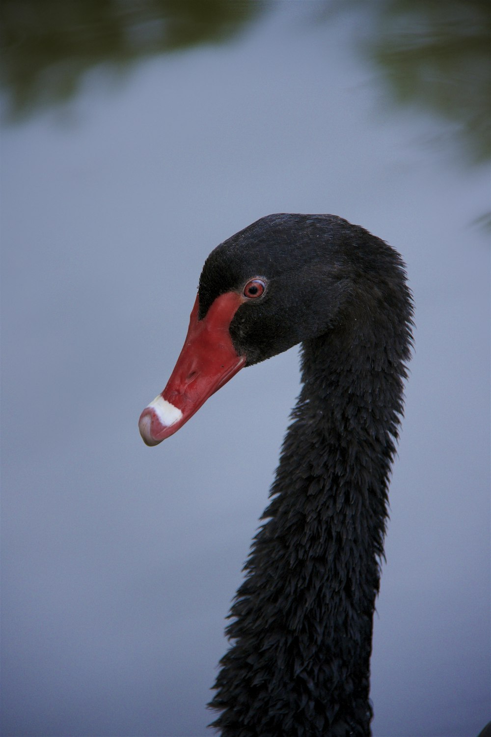 black swan in water during daytime