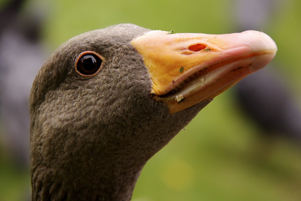 black duck with yellow beak