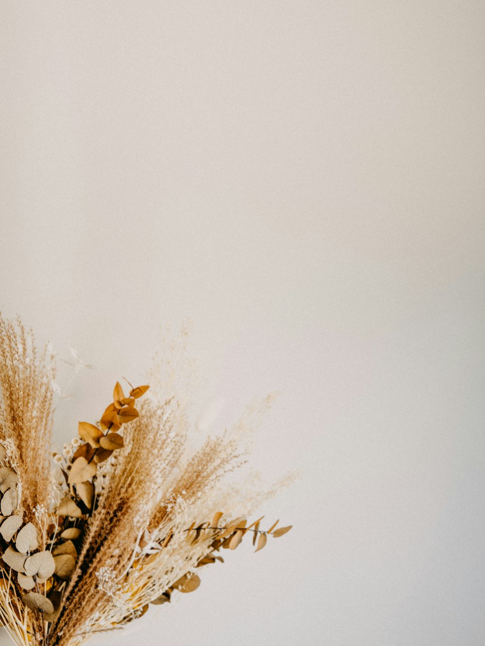 brown dried plant on white wall