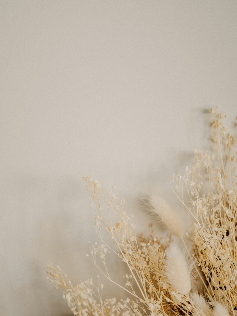 herbe brune recouverte de neige blanche