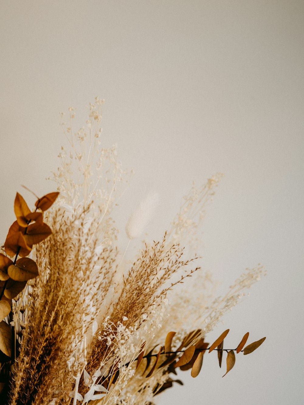 brown plant under white sky during daytime